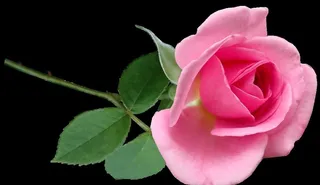 玫瑰花图片
