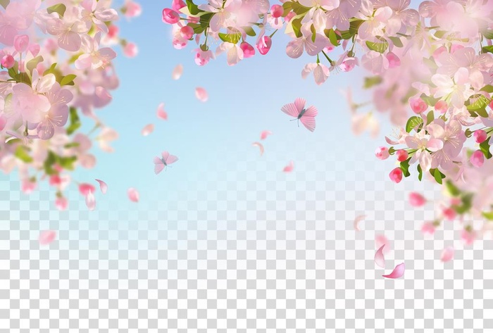 樱花图片
