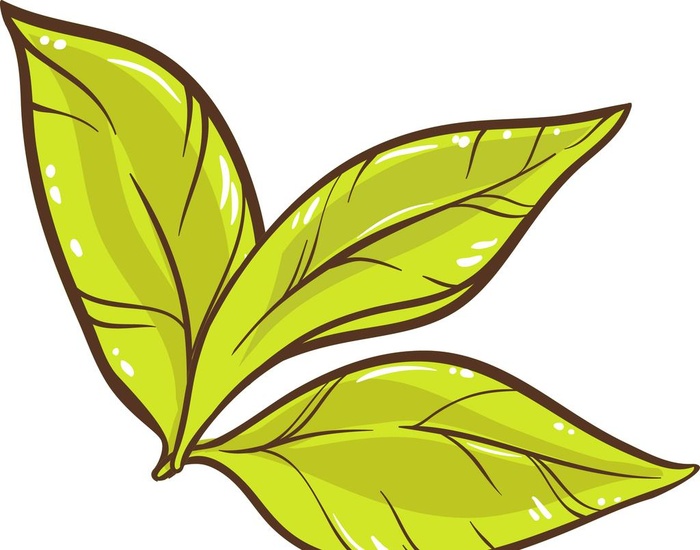 手绘矢量茶叶线条图图片