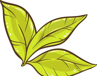 手绘矢量茶叶线条图图片