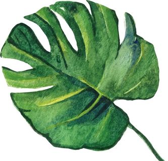 森系北欧热带雨林手绘水彩树叶图片 森系北欧热带雨林手绘水彩树叶图片