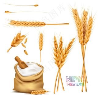 麦穗图片