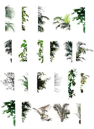 ps植物半边后期素材图片