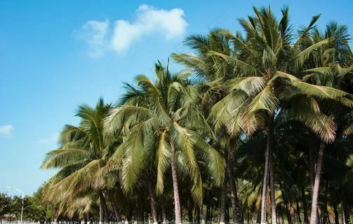 椰子树图片 椰子树图片