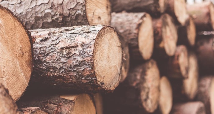 木材木头截面图片