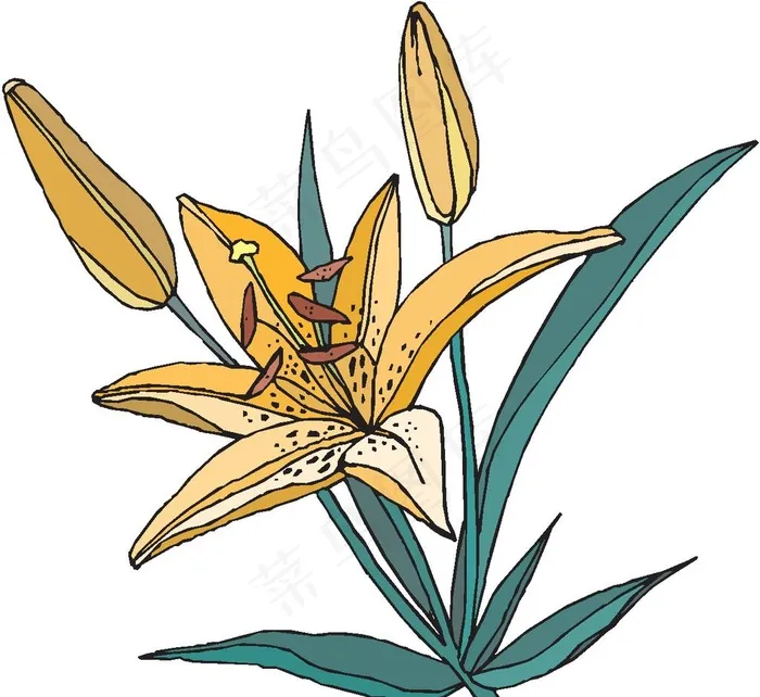 黄花菜图片eps,ai矢量模版下载