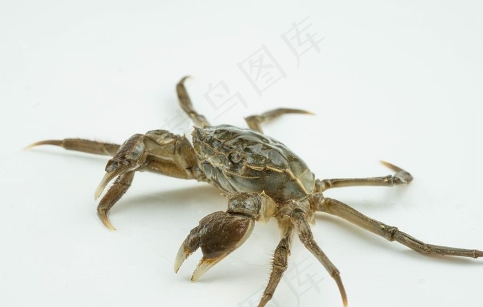 大闸蟹图片