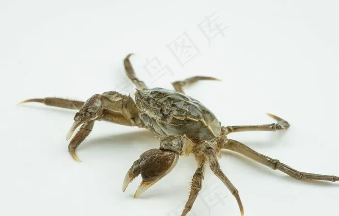 大闸蟹图片