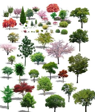 树木大全 树 树林 彩树图片