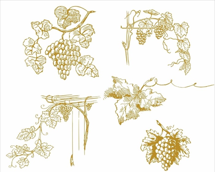 葡萄手绘插画矢量图片