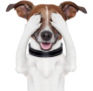 实物宠物狗狗捂眼睛开心动作图片