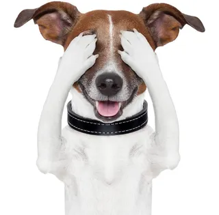 实物宠物狗狗捂眼睛开心动作图片