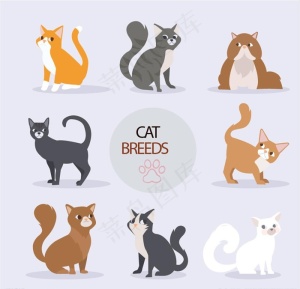 猫咪图片