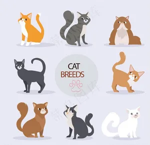 猫咪图片