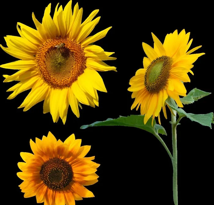 向日葵图片(2889x2851)