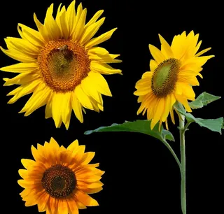 向日葵图片