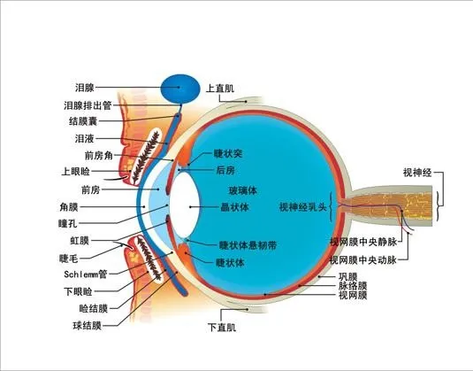 矢量眼球解剖图图片cdr矢量模版下载