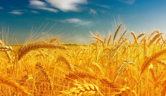 小麦图片