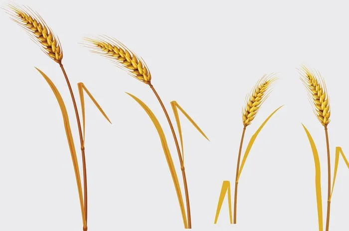 小麦图片(5143x3453)psd模版下载