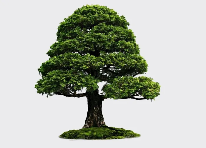 树图片(1024x768)psd模版下载