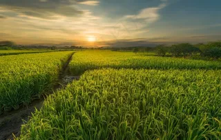 农田里的水稻图片