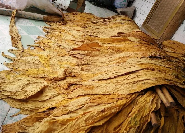 云南大烟叶图片