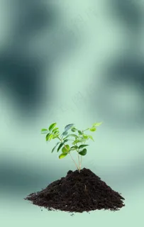 植树节 爱在植树节图片