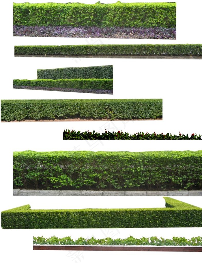 绿篱图片