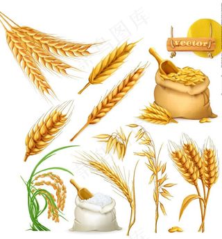 矢量小麦图片