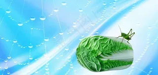 蝈蝈白菜图片