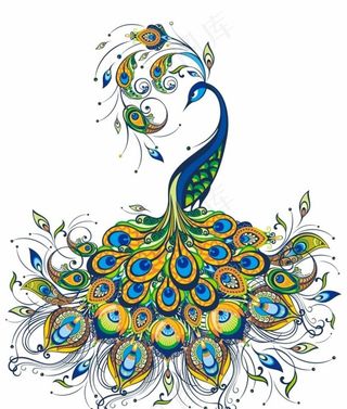 孔雀图片