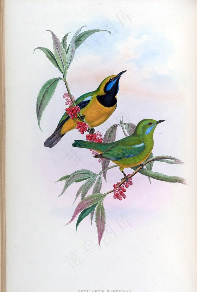 花开枝头的小鸟图片