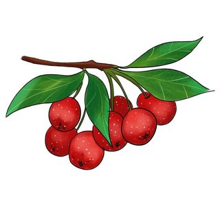 山楂插画素材图片