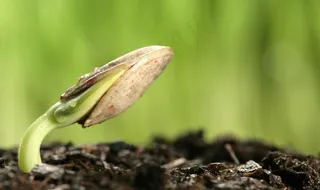 发芽嫩芽绿芽胚芽生长图片