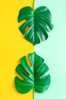 龟背竹蓬莱蕉清新图片