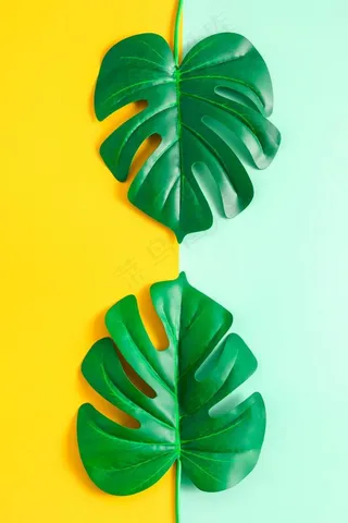 龟背竹蓬莱蕉清新图片