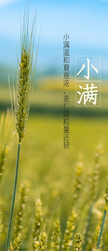 小满海报 图片(1125x2436)psd模版下载