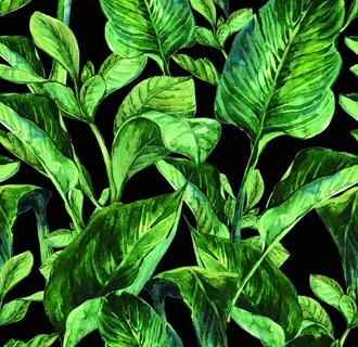 叶子图片 叶子图片