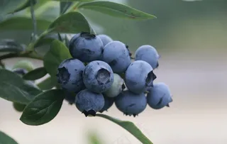 蓝莓图片