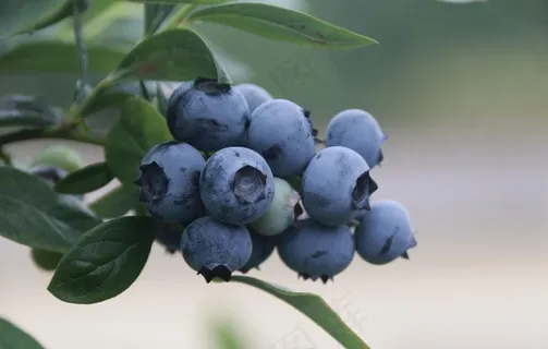 蓝莓图片 蓝莓图片