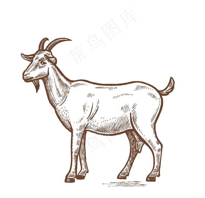 山羊图片
