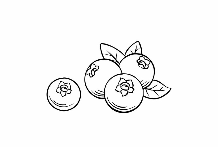 蓝莓矢量图片ai矢量模版下载
