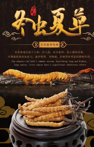 中药文化冬虫夏草海报图片