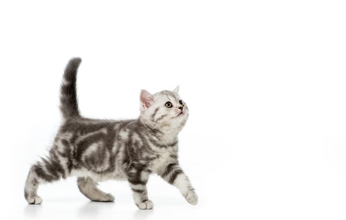 猫图片