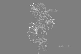 百合花线稿图片