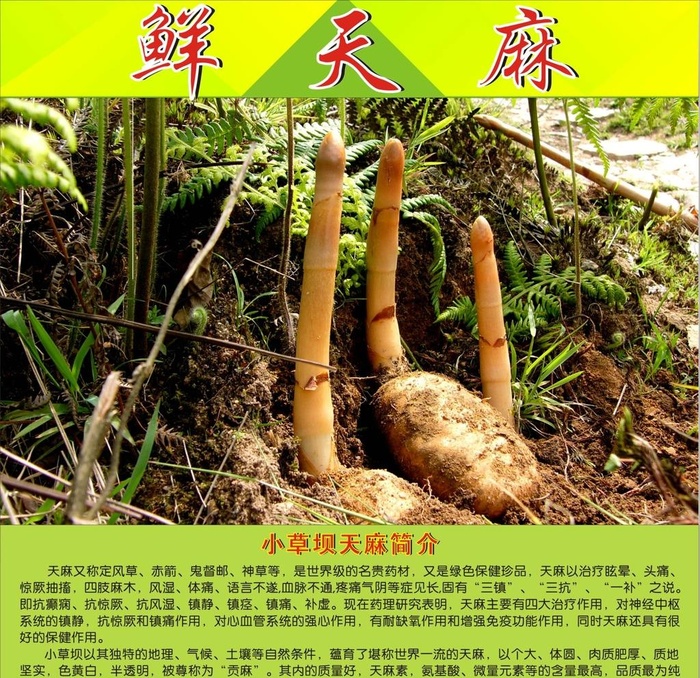 小草坝天麻介绍图片cdr矢量模版下载