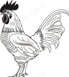 线条鸡图片 线条鸡图片