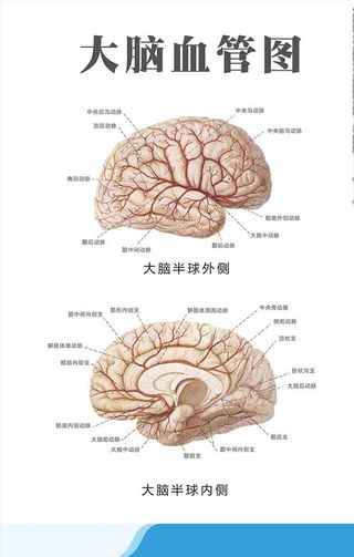 大脑血管图图片