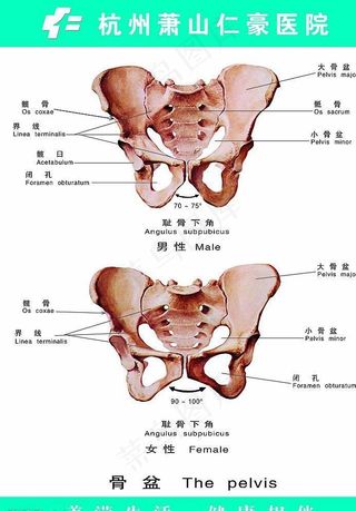 骨盆男女正位图片