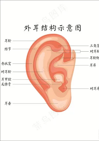 外耳结构示意图图片